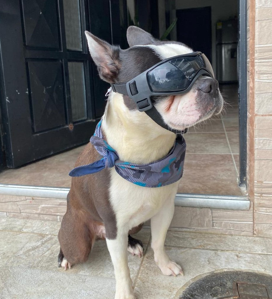 Gafas para Perros Mini y Pequeños