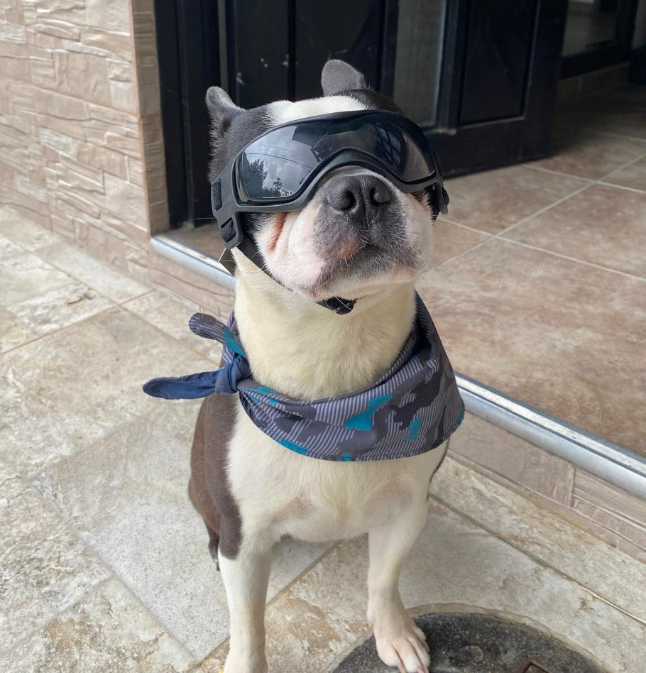 Gafas para Perros Mini y Pequeños