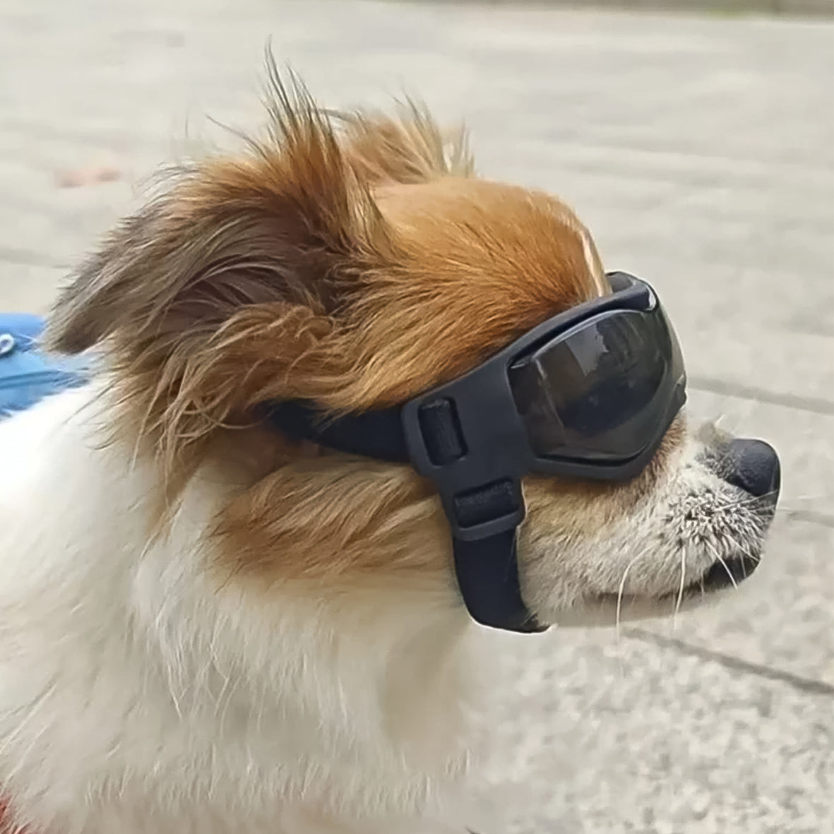 Gafas para Perros Mini y Pequeños