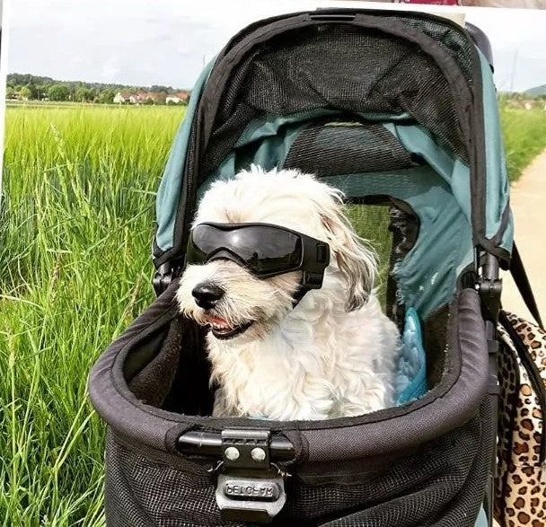 Gafas para Perros Mini y Pequeños