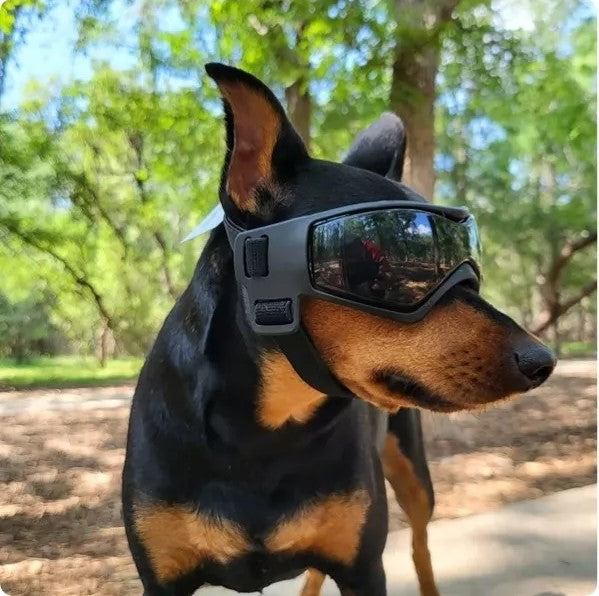 Gafas para Perros Mini y Pequeños